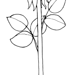 Rose Outline Drawing