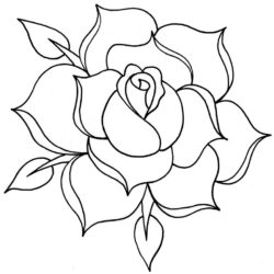 Rose Outline Drawing Amazing Sketch