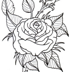 Rose Outline Drawing Artistic Sketching