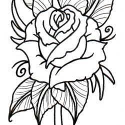 Rose Outline Drawing Detailed Sketch