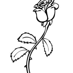 Rose Outline Drawing Modern Sketch