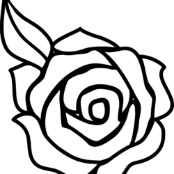 Rose Outline Drawing Realistic Sketch