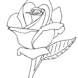 Rose Outline Drawing Sketch