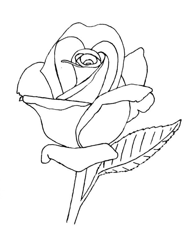 Rose Outline Drawing Sketch