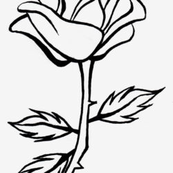 Rose Outline Drawing Unique Art