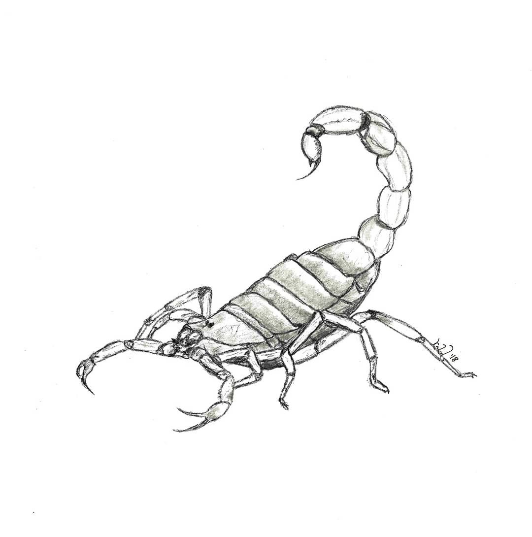 Scorpion Drawing Art