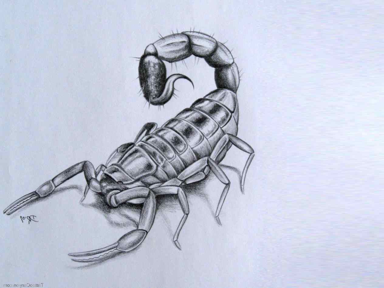 Scorpion Drawing Creative Style