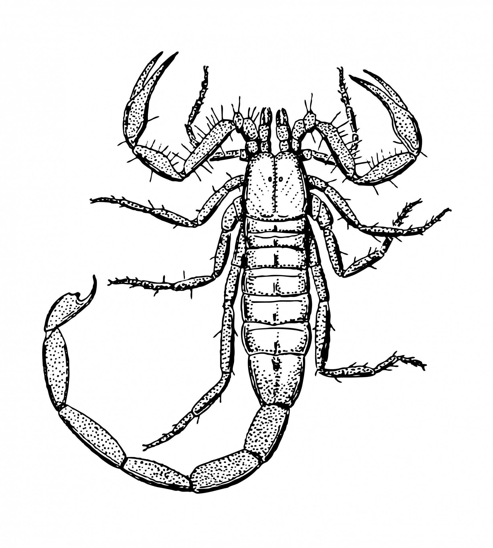 Scorpion Drawing Fine Art