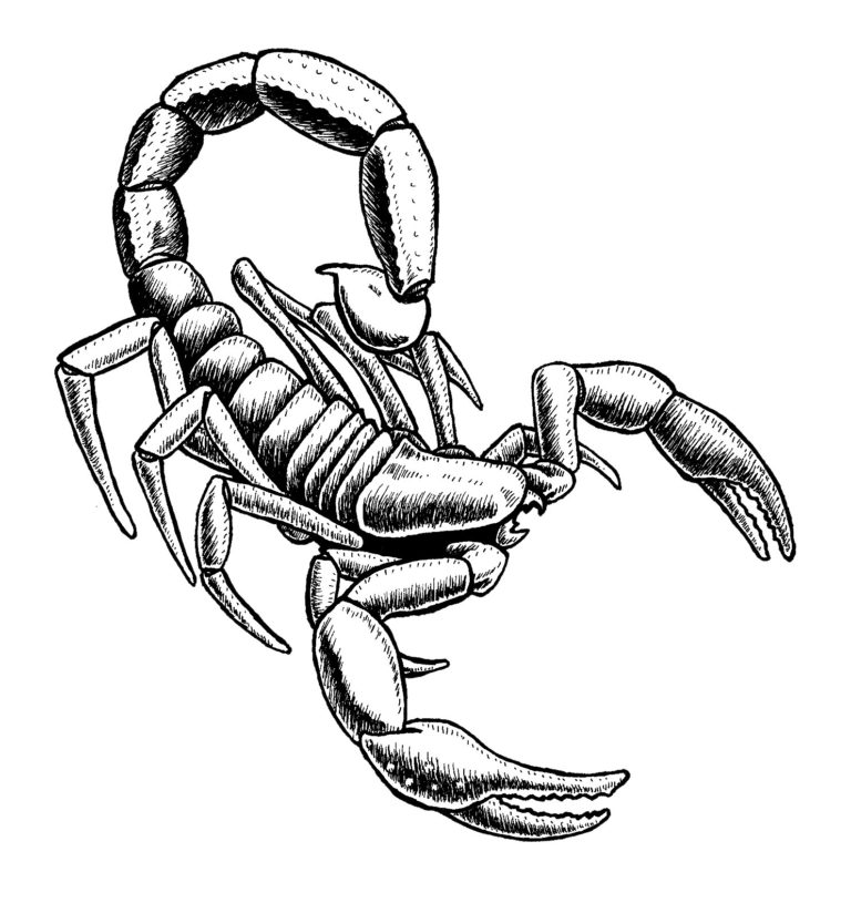 Scorpion Drawing Modern Sketch