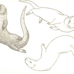 Sea Otter Drawing Art