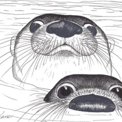 Sea Otter Drawing Creative Style