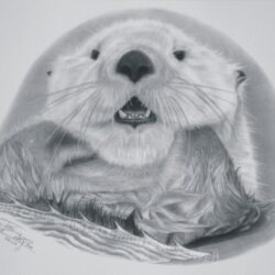 Sea Otter Drawing Detailed Sketch