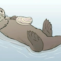 Sea Otter Drawing Fine Art