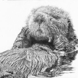 Sea Otter Drawing Hand Drawn Sketch