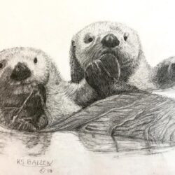 Sea Otter Drawing Photo