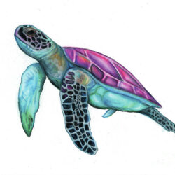 Sea Turtle Drawing