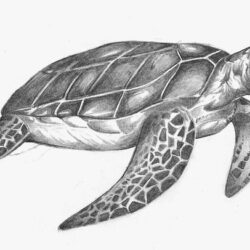 Sea Turtle Drawing Art