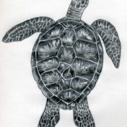 Sea Turtle Drawing Artistic Sketching