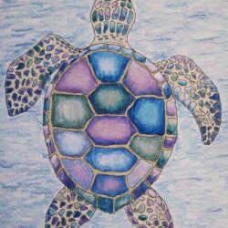 Sea Turtle Drawing Detailed Sketch