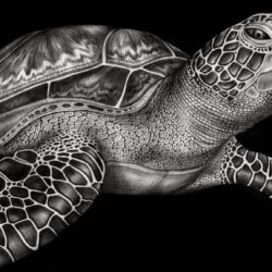 Sea Turtle Drawing Fine Art