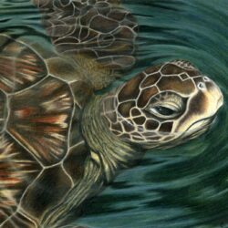 Sea Turtle Drawing Hand Drawn