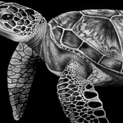 Sea Turtle Drawing Photo