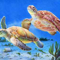 Sea Turtle Drawing Picture