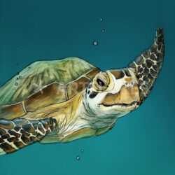 Sea Turtle Drawing Stunning Sketch