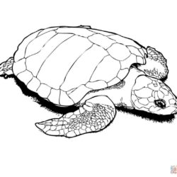 Sea Turtle Drawing Unique Art