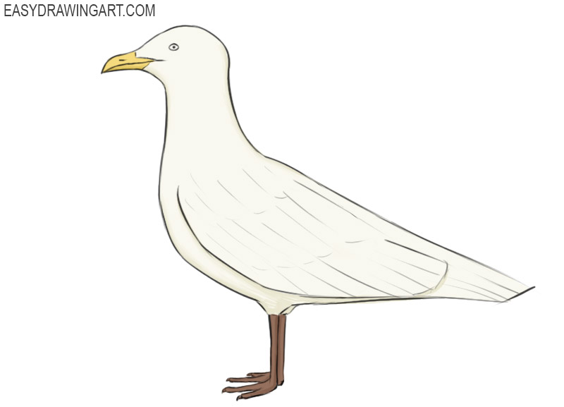 Seagull Drawing Amazing Sketch