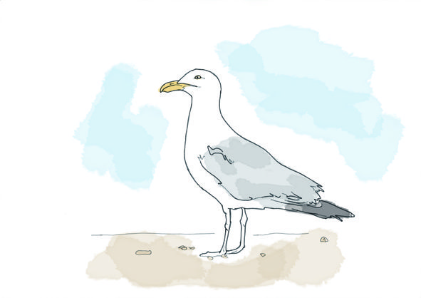 Seagull Drawing Artistic Sketching