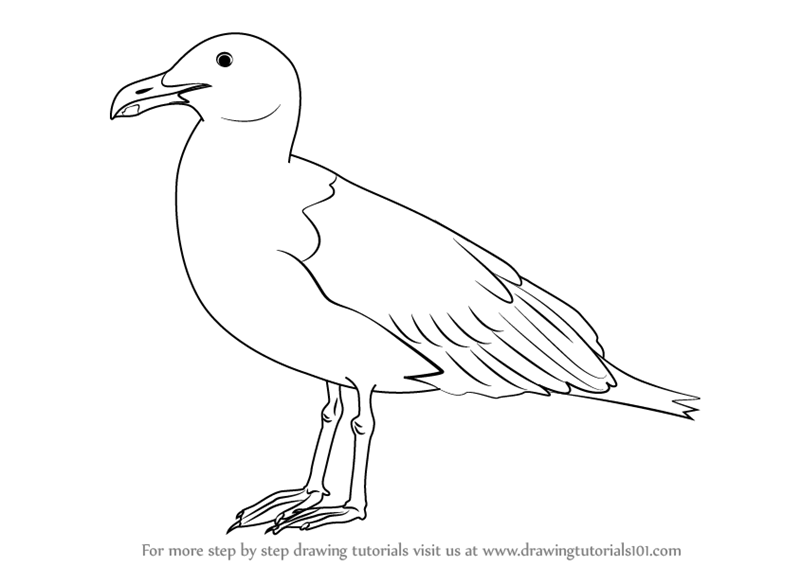 Seagull Drawing Hand drawn Sketch