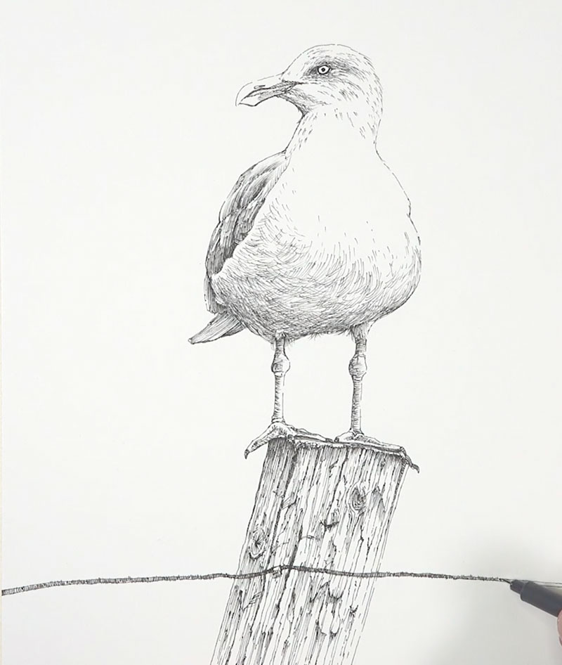 Seagull Drawing Intricate Artwork