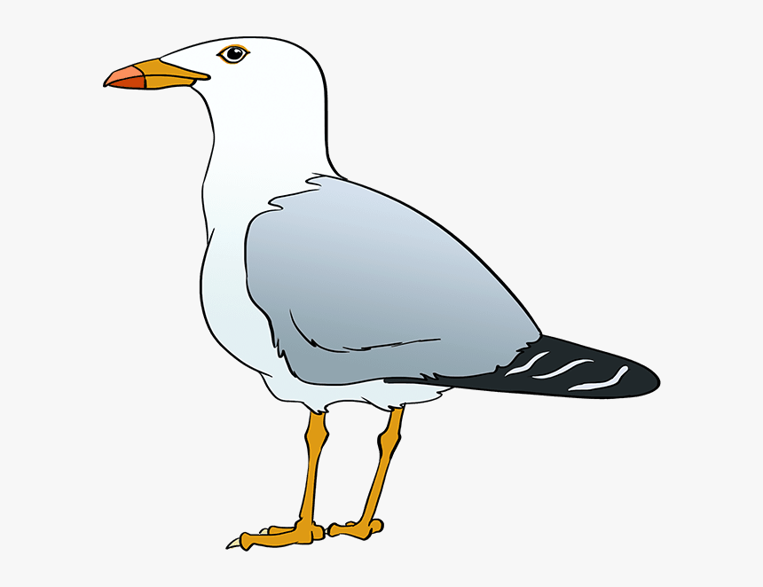 Seagull Drawing Modern Sketch