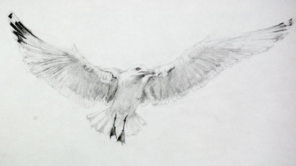 Seagull Drawing Realistic Sketch