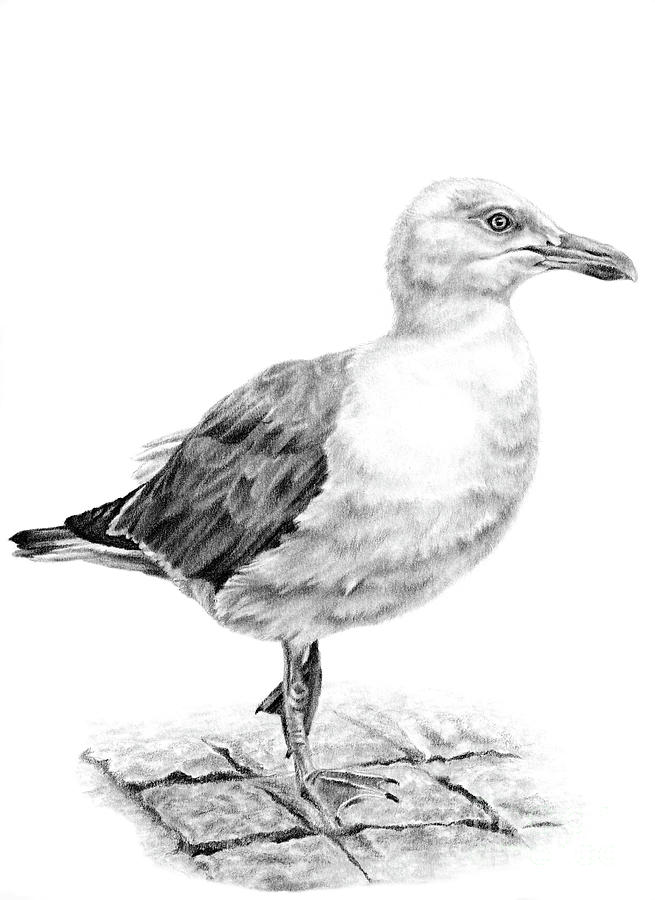 Seagull Drawing Stunning Sketch