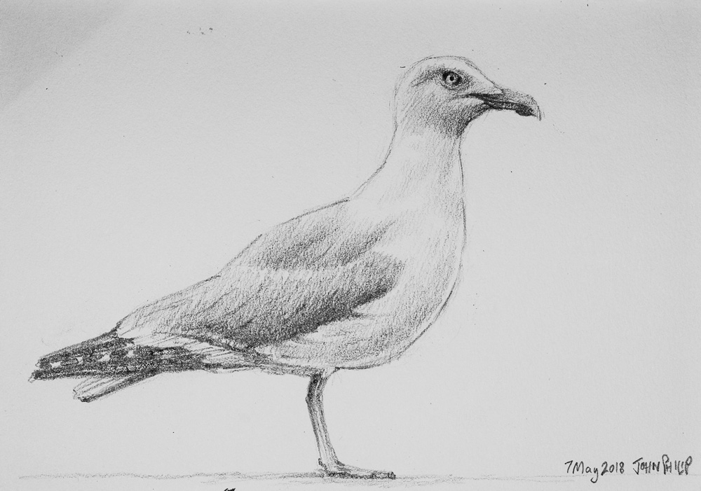Seagull Drawing