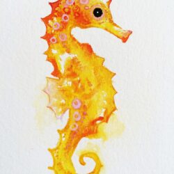 Seahorse Drawing