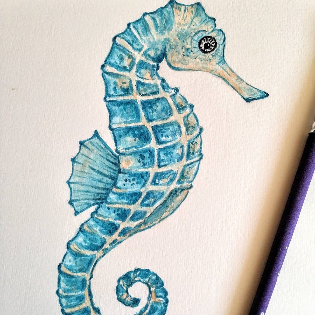 Seahorse Drawing Amazing Sketch