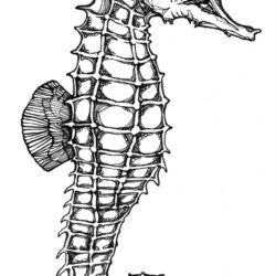 Seahorse Drawing Art