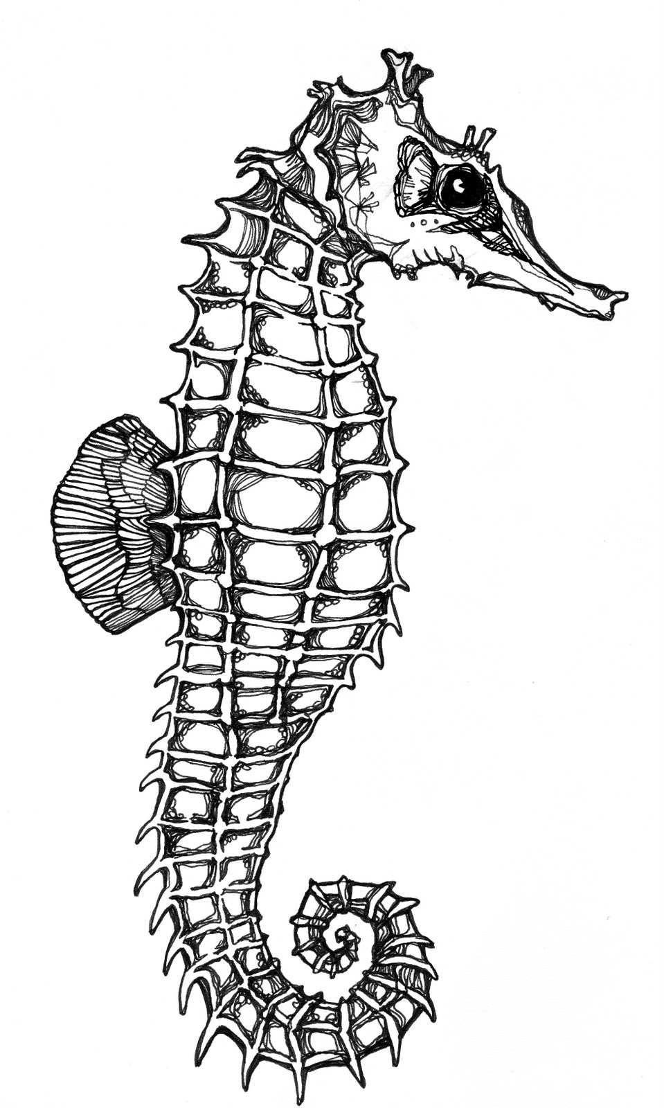 Seahorse Drawing Art