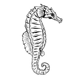 Seahorse Drawing Beautiful Artwork