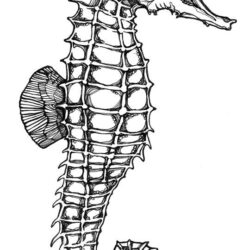 Seahorse Drawing Creative Style