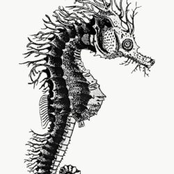 Seahorse Drawing Detailed Sketch