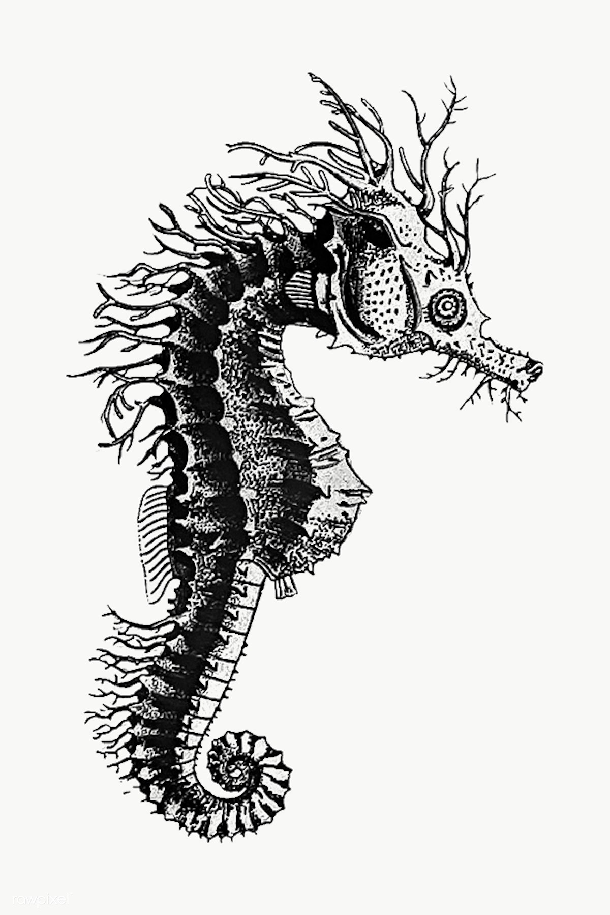 Seahorse Drawing Detailed Sketch