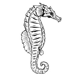 Seahorse Drawing Fine Art