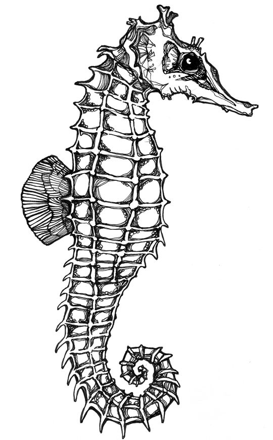 Seahorse Drawing Hand Drawn