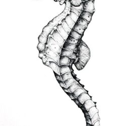 Seahorse Drawing Modern Sketch