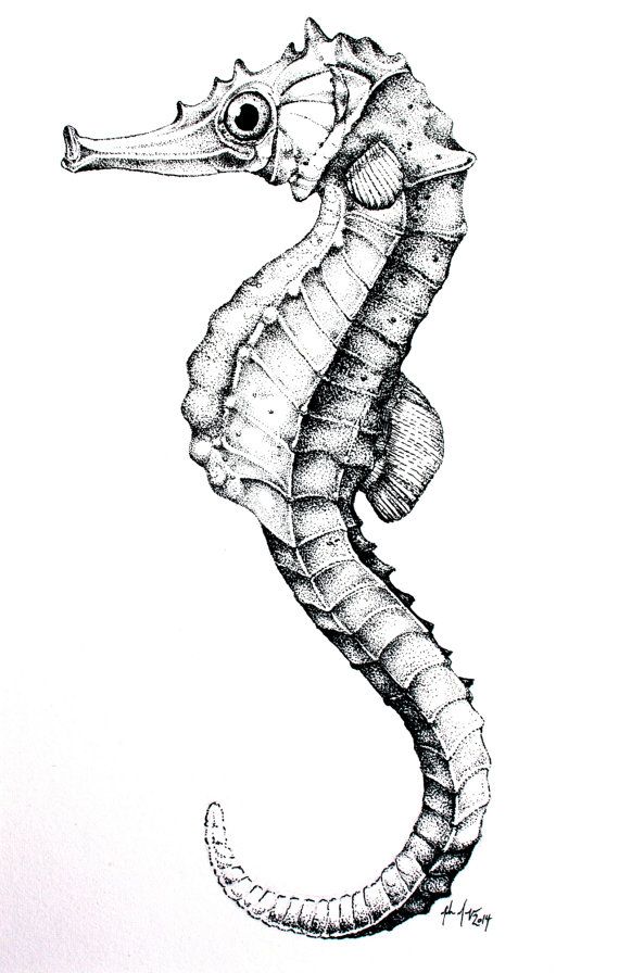 Seahorse Drawing Modern Sketch