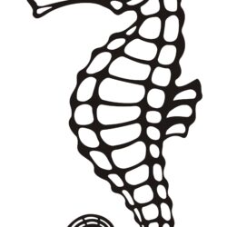 Seahorse Drawing Realistic Sketch